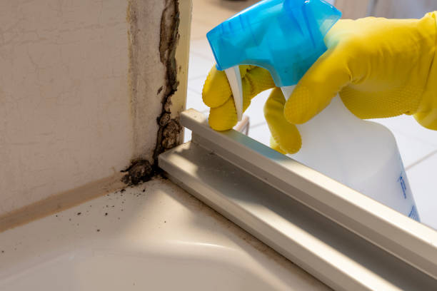 Best Commercial Mold Remediation in Stony Prairie, OH