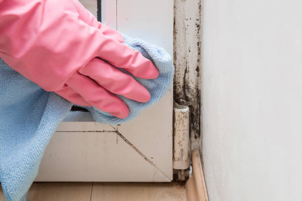 Best HVAC Mold Remediation in Stony Prairie, OH